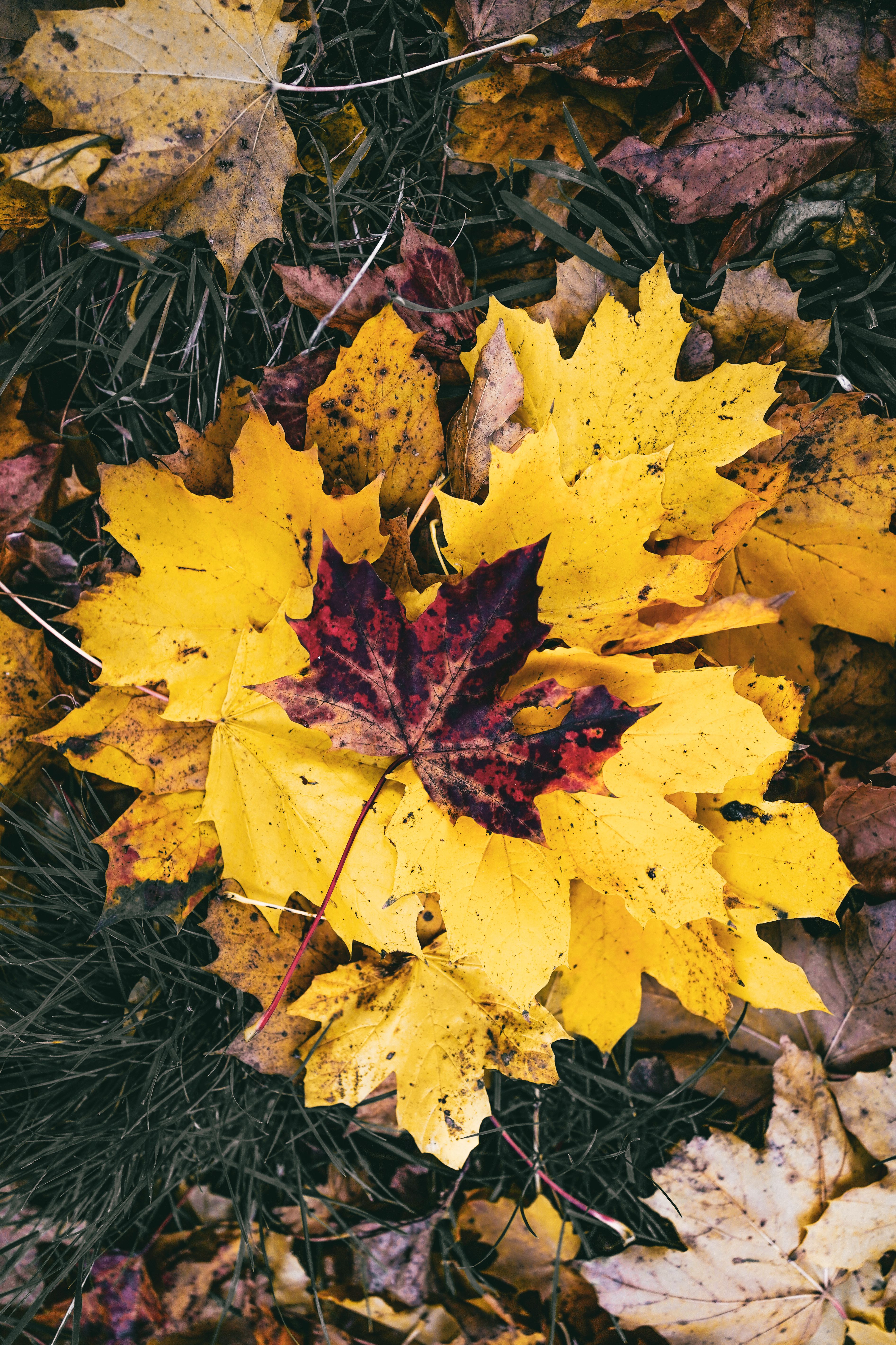 A stunning display of vibrant yellow and red autumn leaves scattered on grass.. stunning, display, vibrant