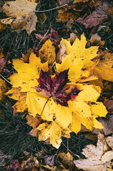 A stunning display of vibrant yellow and red autumn leaves scattered on grass.. stunning, display, vibrant