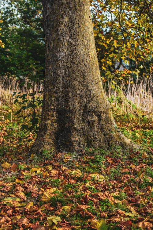 Gratis stockfoto met aarde, bladeren, boom