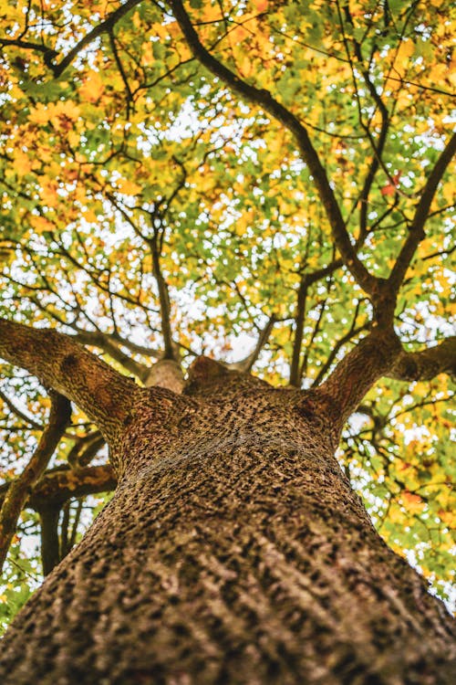 Gratis arkivbilde med bark, høst, lauv