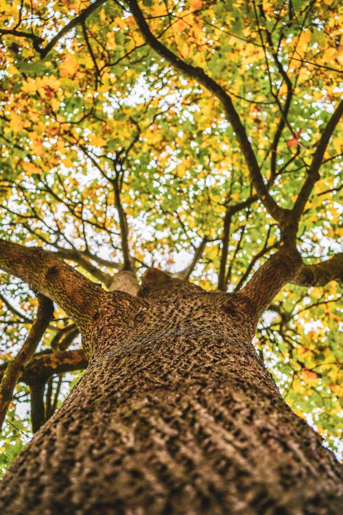 Free A striking upward view capturing the bark and autumn foliage of a deciduous tree. Stock Photo
