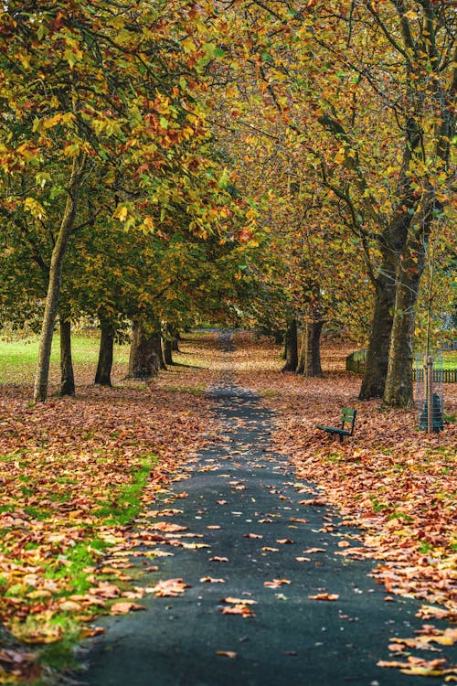 Autumn Park Walkway