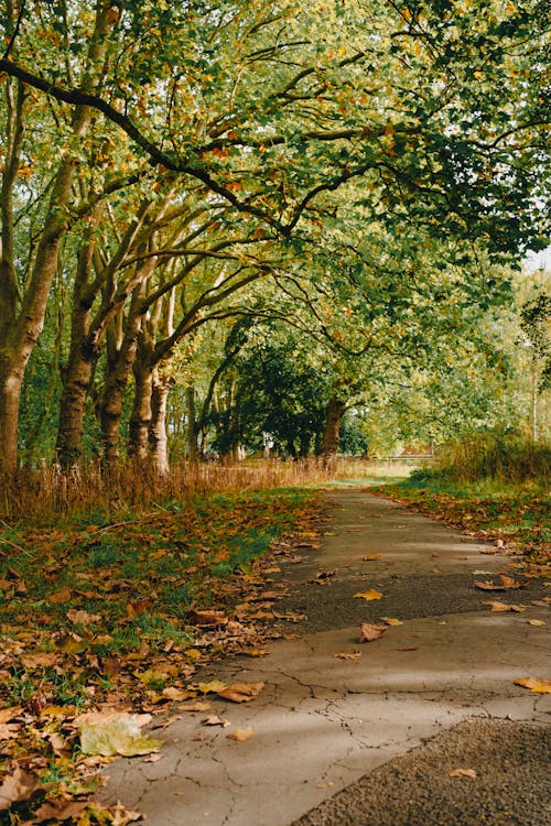 Footpath in a Park