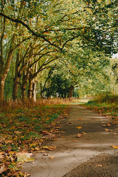 Gratis stockfoto met autmn, bladeren, bomen