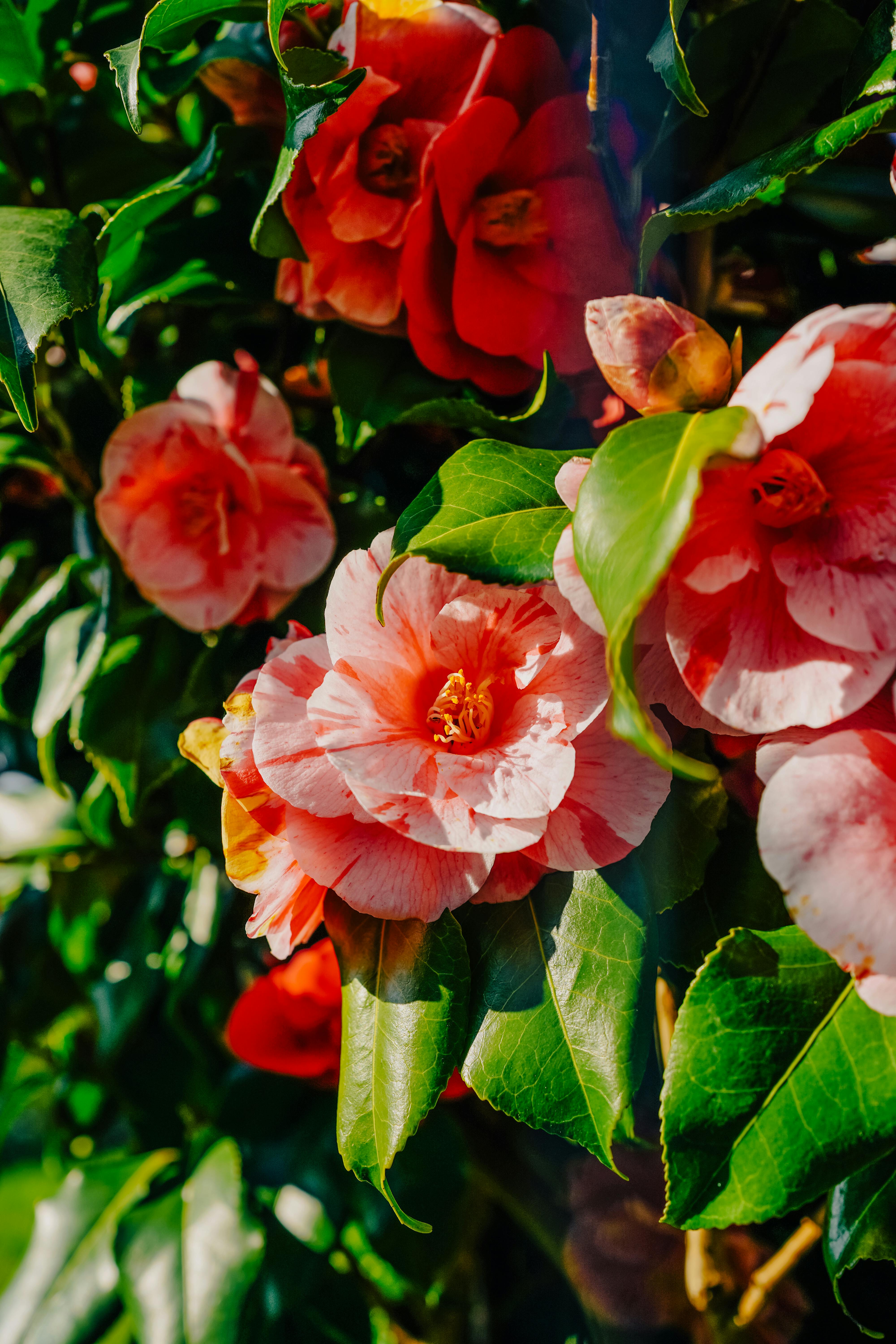 [ColoSach]-close-up-of-vibrant-pink-and-red-camellia-flowers-blooming-in-outdoor-garden.