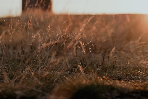 Ingyenes stockfotó fű, hajnal, mező témában