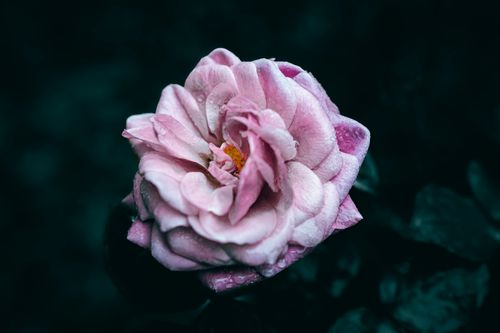 Free Close-up of a delicate pink rose with water droplets on a dark background. Stock Photo