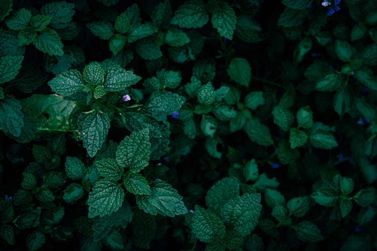 Black Horehound Leaves Pattern