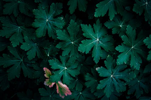 나뭇잎, 녹색, 성장의 무료 스톡 사진