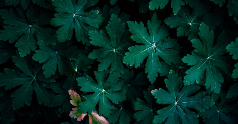 Epimedium : Bienfaits Libido et Santé