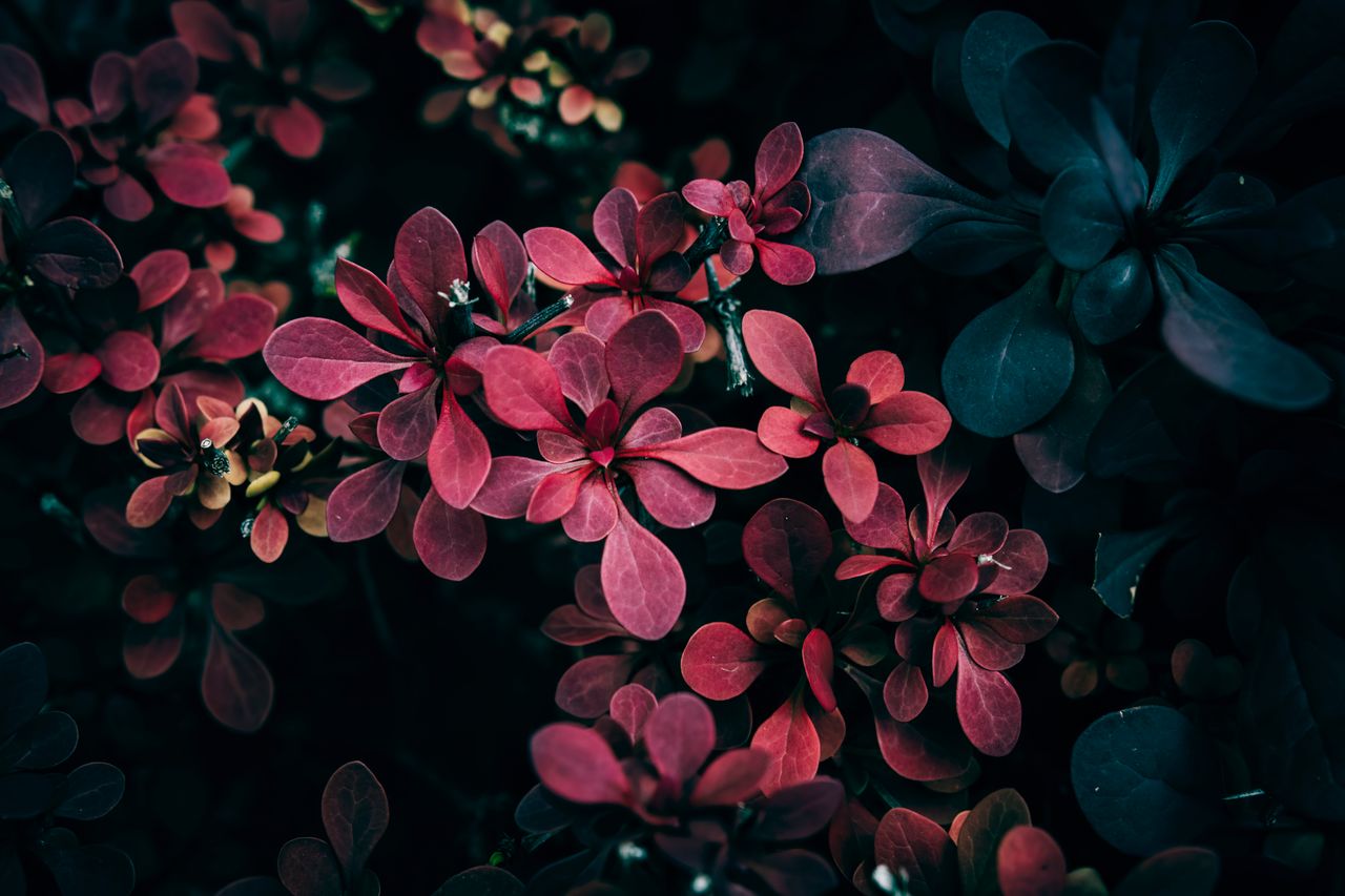 intimate close up of vibrant red and green leaves in moody lighting