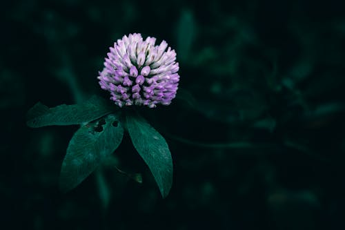 Close up of a Flower