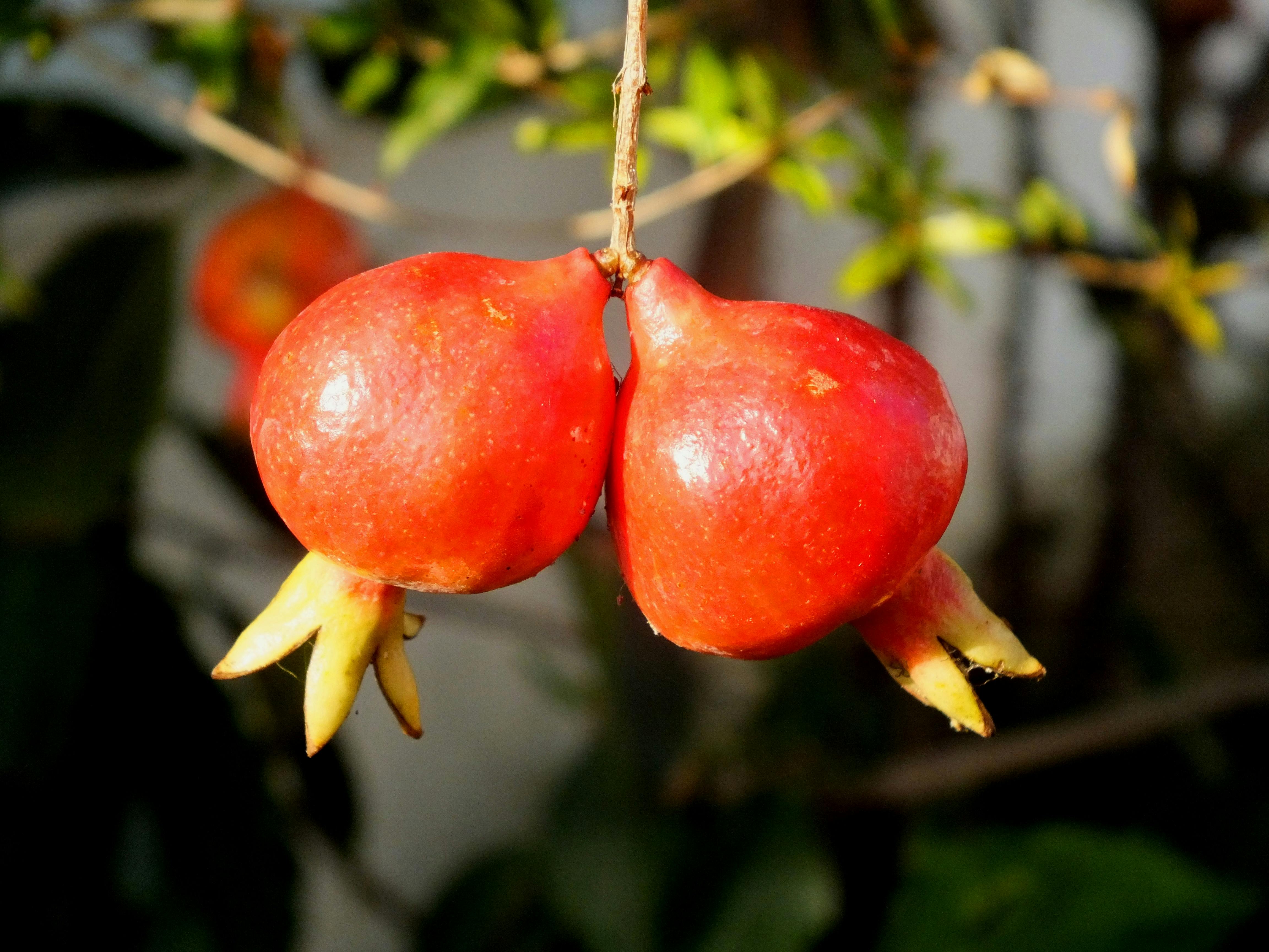 Free stock photo of fruits, love, pomegranate