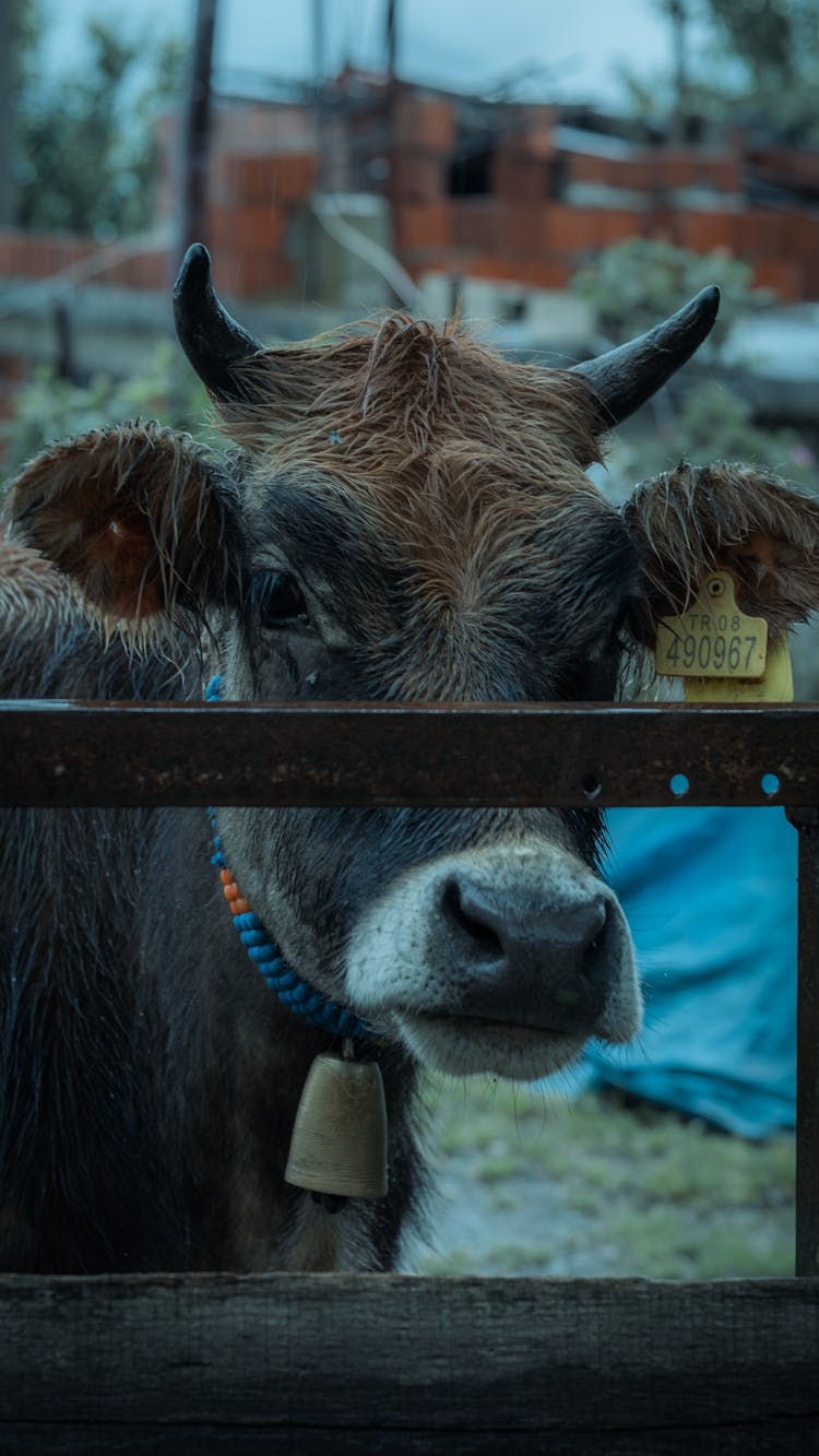 Cow With Bell Behind Railing