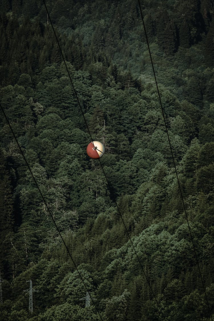 View Of A Forest From Above