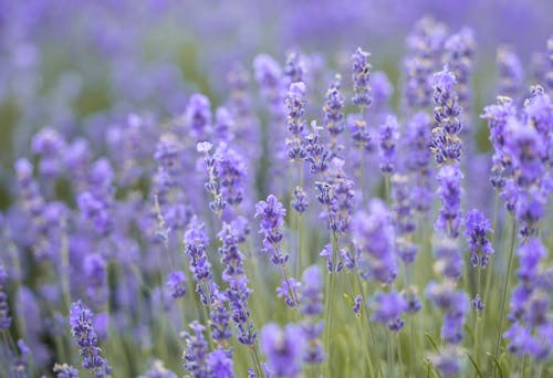 Flowers in a Meadow