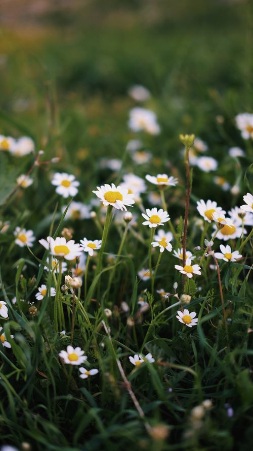 Free Captivating view of chamomile flowers blooming in a lush green meadow during summer. Stock Photo