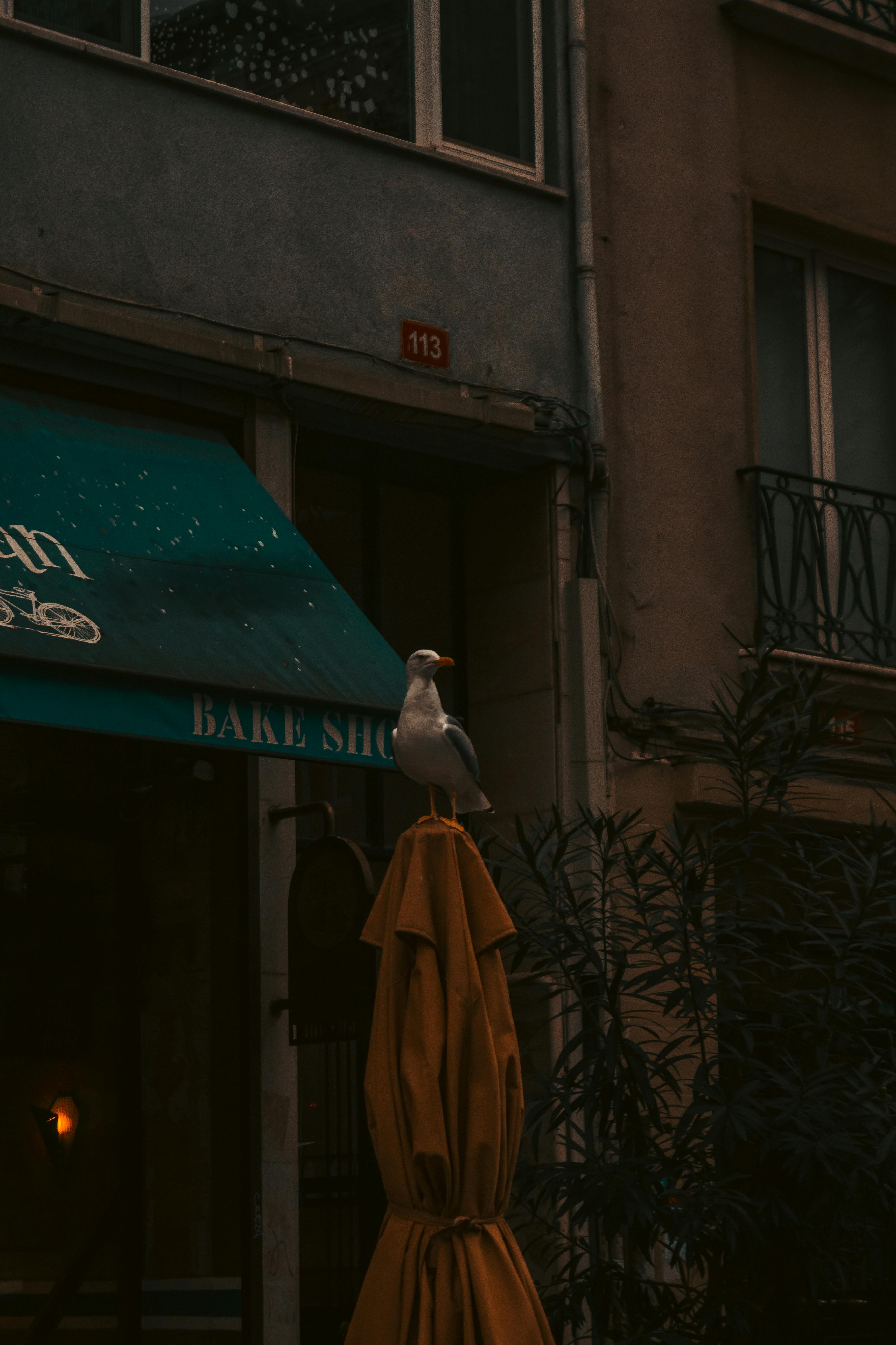 Umbrella Bird Photos, Download The BEST Free Umbrella Bird Stock Photos