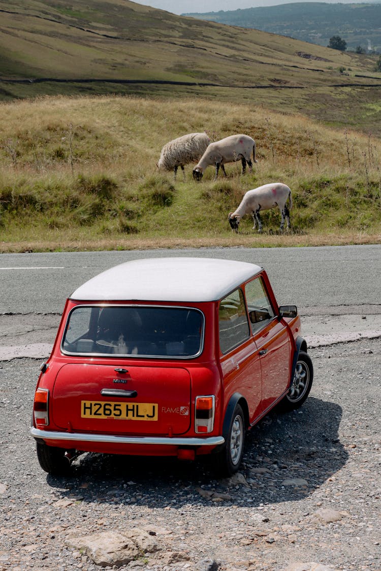 Red Mini Near Road With Sheep And Goats Behind