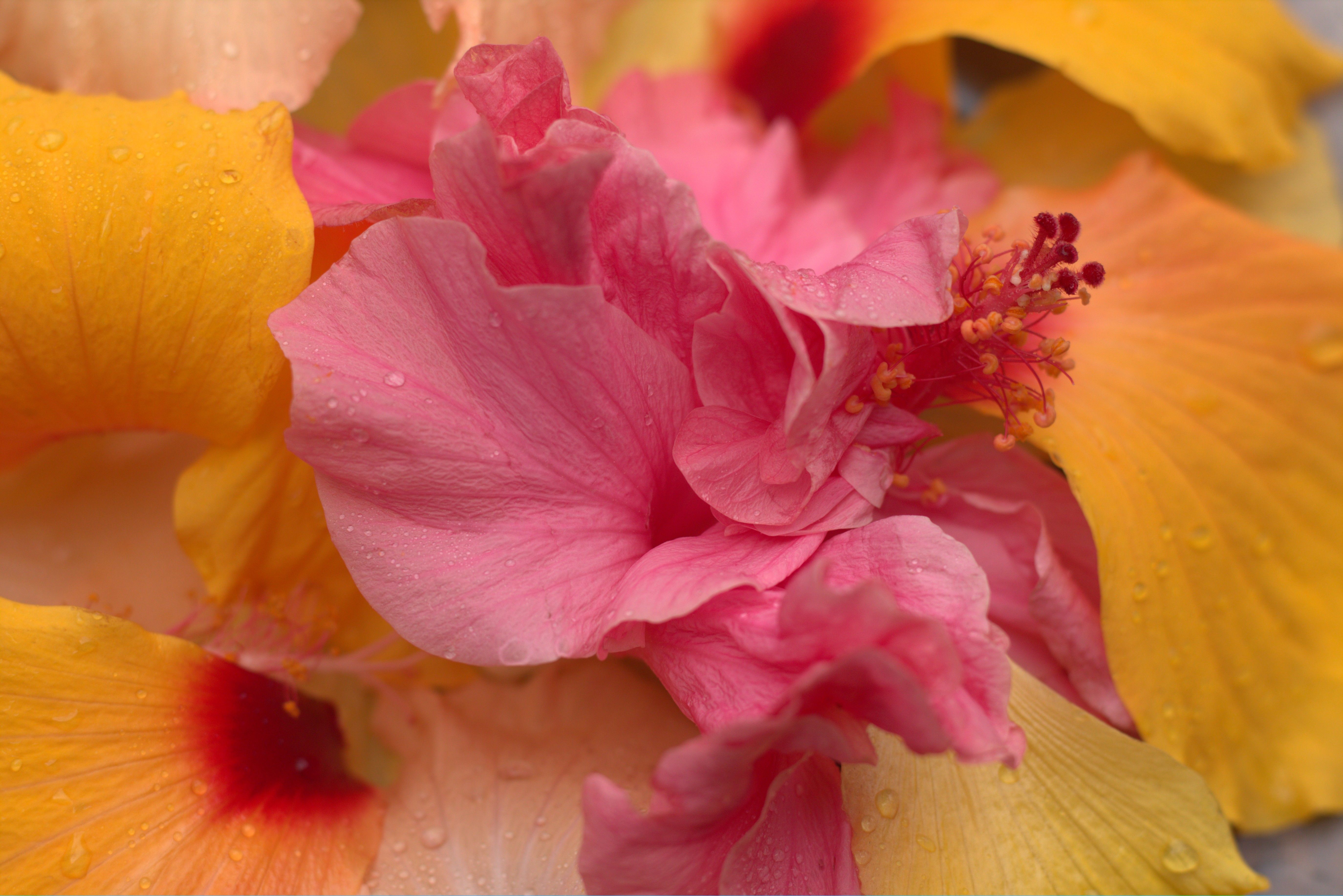 ブラジル、グアラトゥバでの鮮やかなピンクのハイビスカスの花とオレンジの花びらのクローズアップ.