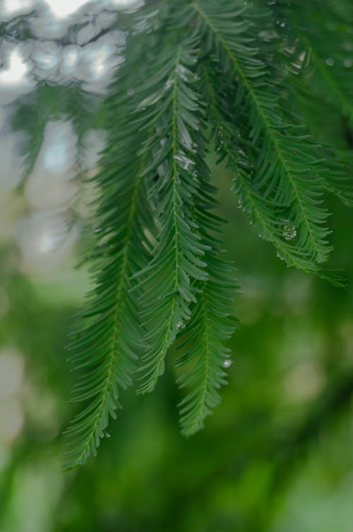 Close up of Thin, Green Leaves