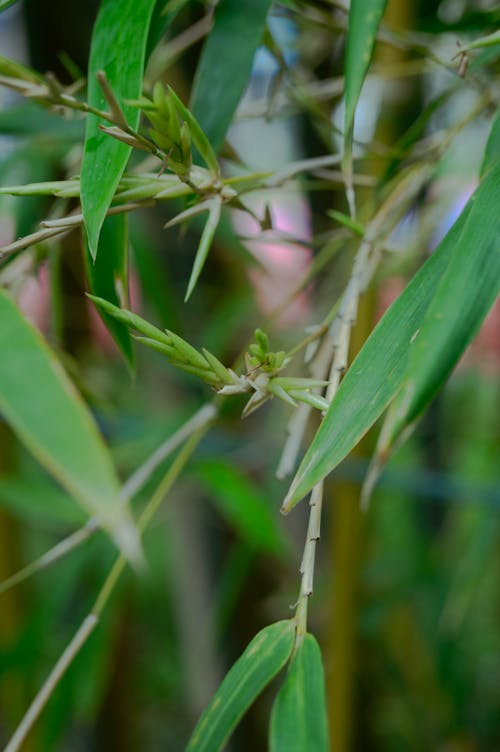 Close-up of Fresh Bamboo Leaves 