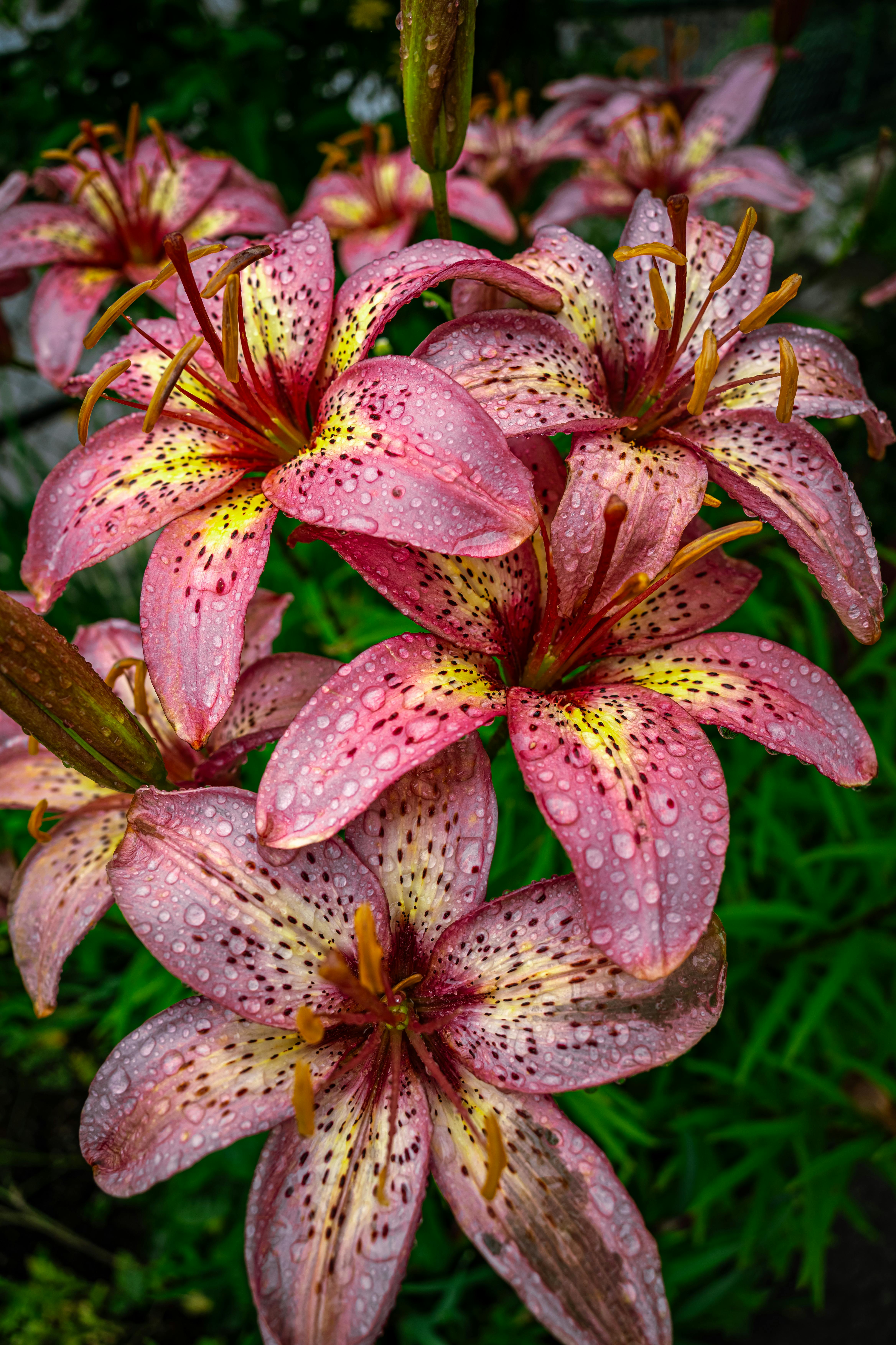 Futuristic Mental Health AI Interface