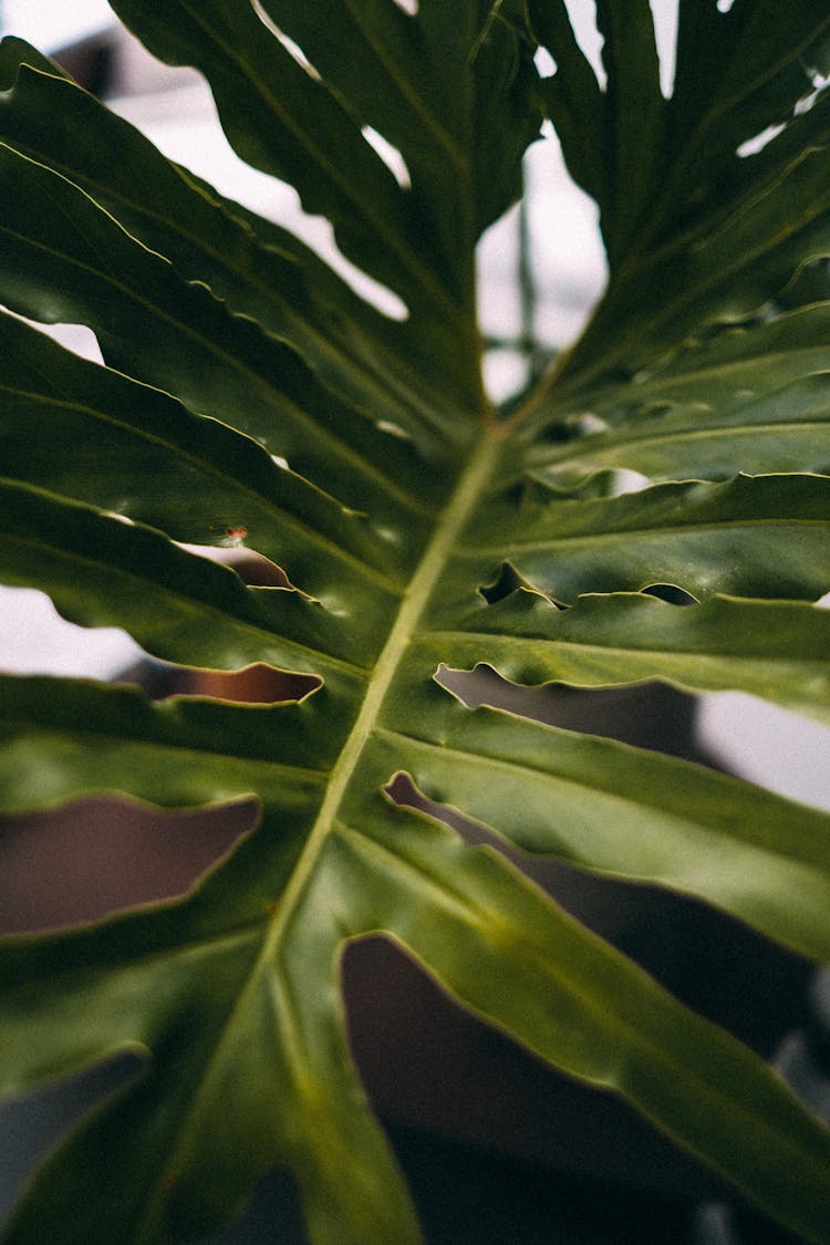 Green Leaves Of Plant