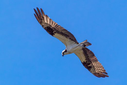eagle photo