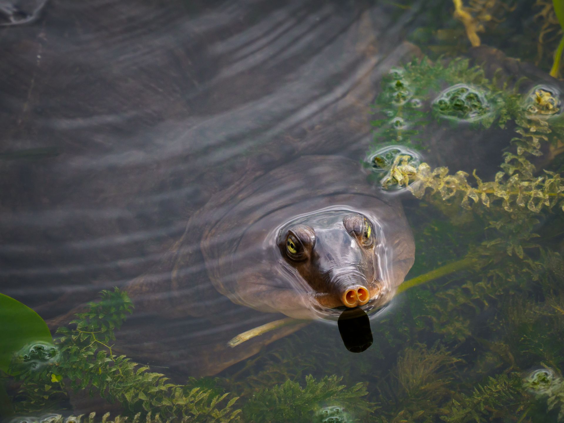 A softshell turtle is partially submerged, showcasing its unique snout in a tranquil water setting.