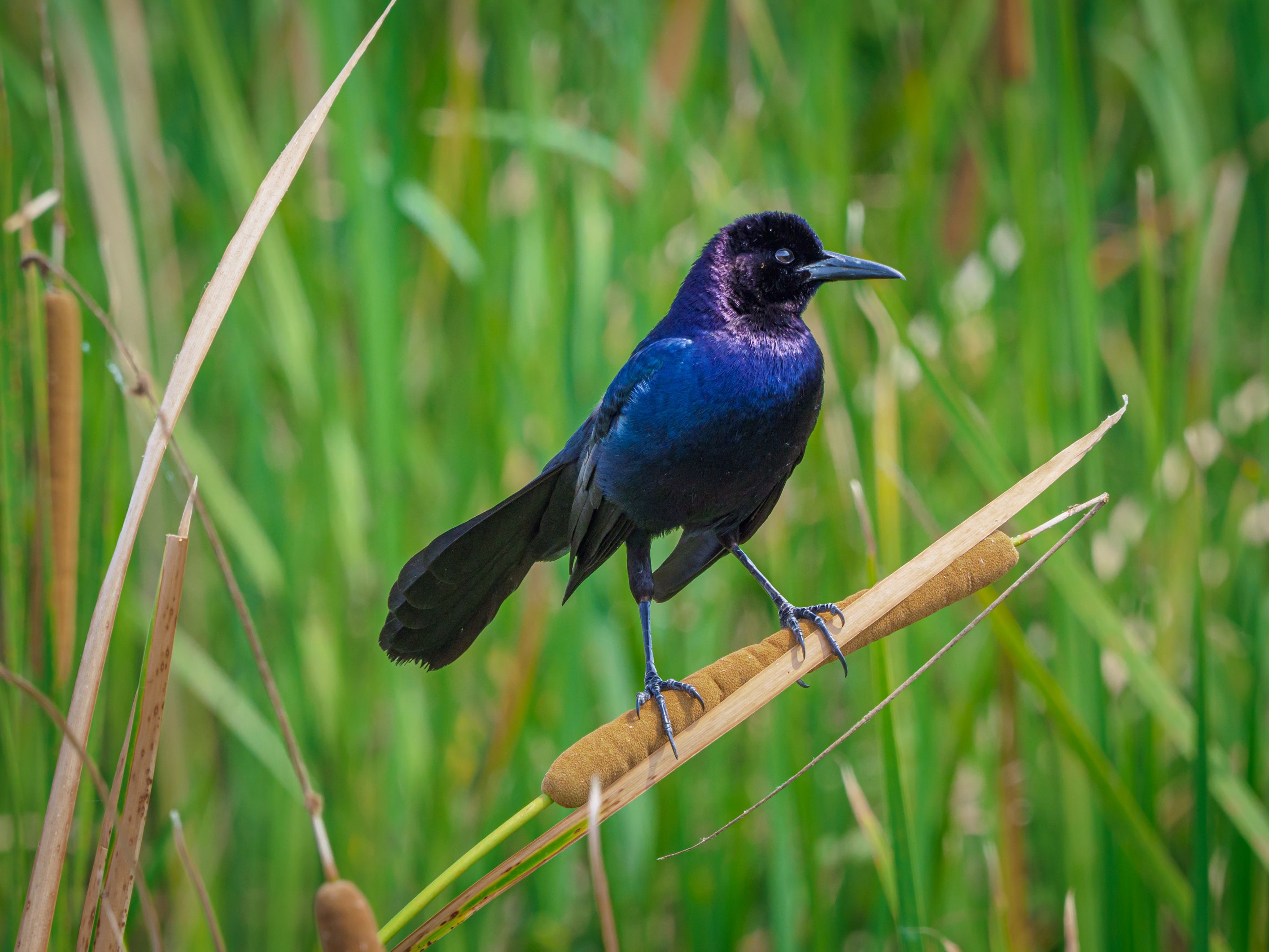 Boat Tailed Grackle Photos Download The Best Free Boat Tailed Grackle