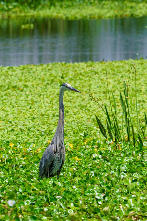 Heron among Green Plants