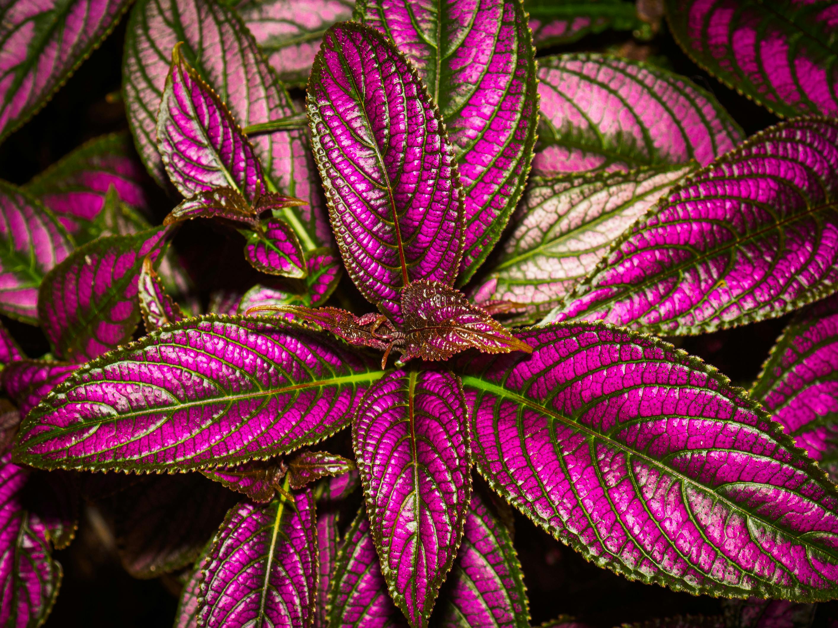 top-view-of-a-houseplant-with-purple-leaves-free-stock-photo