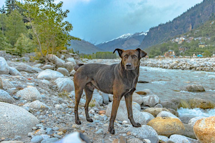 Dog On Stones Near River