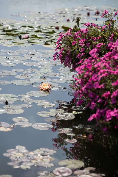 Free A stunning view of vibrant water lilies and pink flowers reflecting in a serene lake setting. Stock Photo
