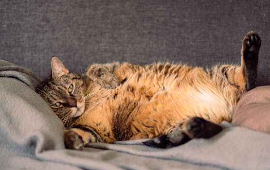 A cute tabby cat lying comfortably on a gray blanket at home.