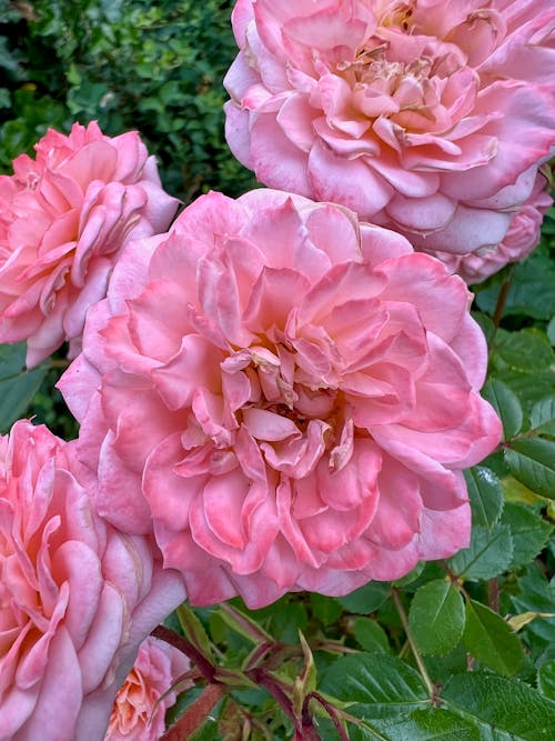 Blooming Pink Roses