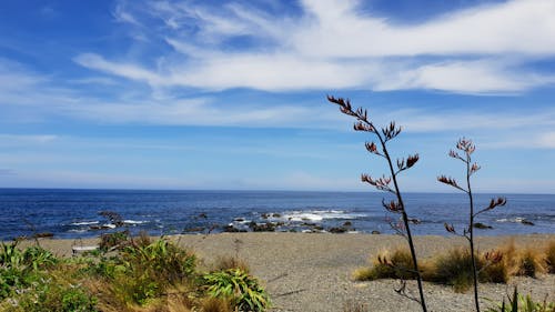 Free stock photo of beach, blue sky, bush