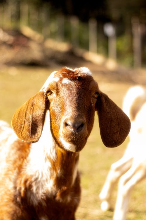 Portrait of Goat 