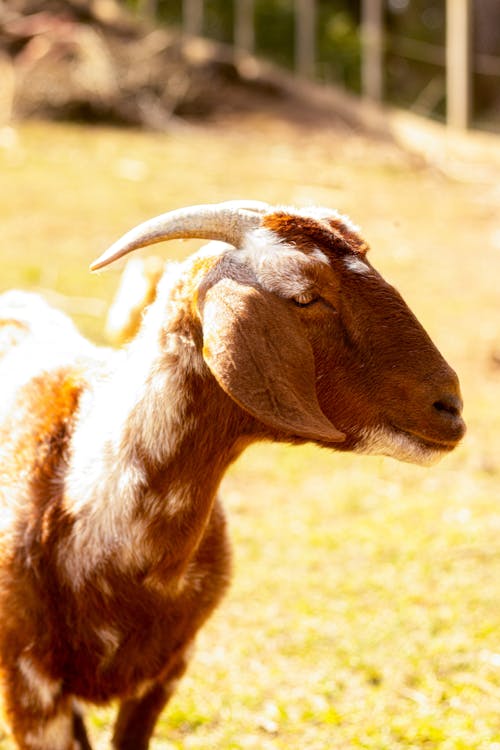 Goat with Horns