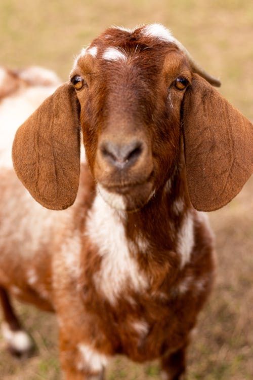 Head of Goat