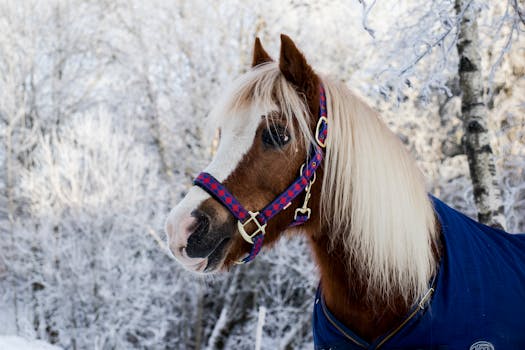 A close-up of a brown horse wearing a halter in a snowy winter forest.