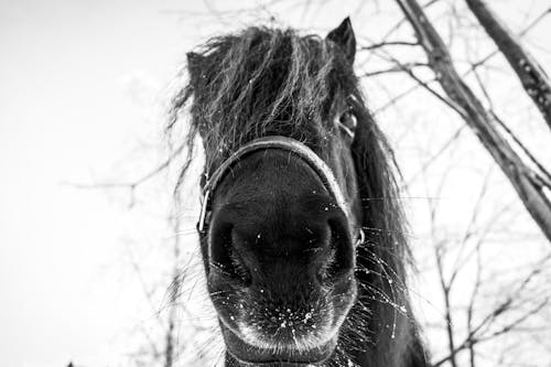 Gratis arkivbilde med hest, svart og hvit, vinter