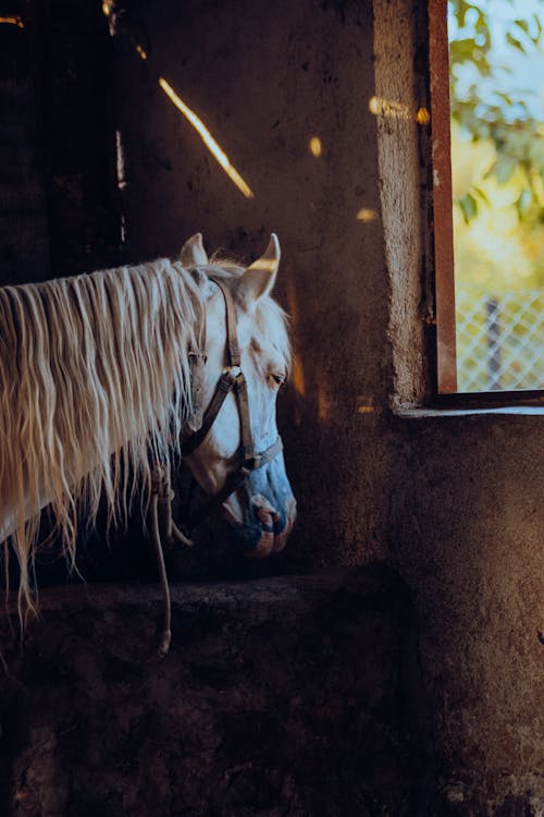 Gratis lagerfoto af dyrefotografering, hvid hest, landdistrikt