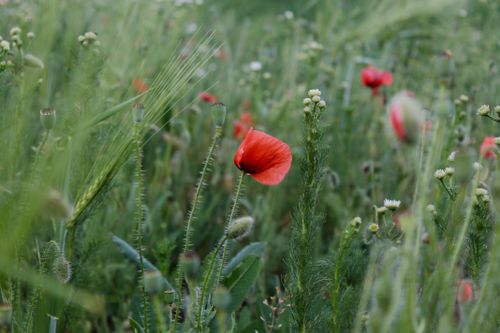 Free A beautiful close-up of vibrant red poppies in a lush green meadow. Stock Photo
