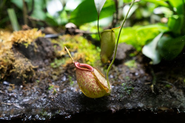 Tropical Pitcher Plant