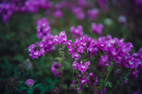 Fotos de stock gratuitas de abundancia, de cerca, flores