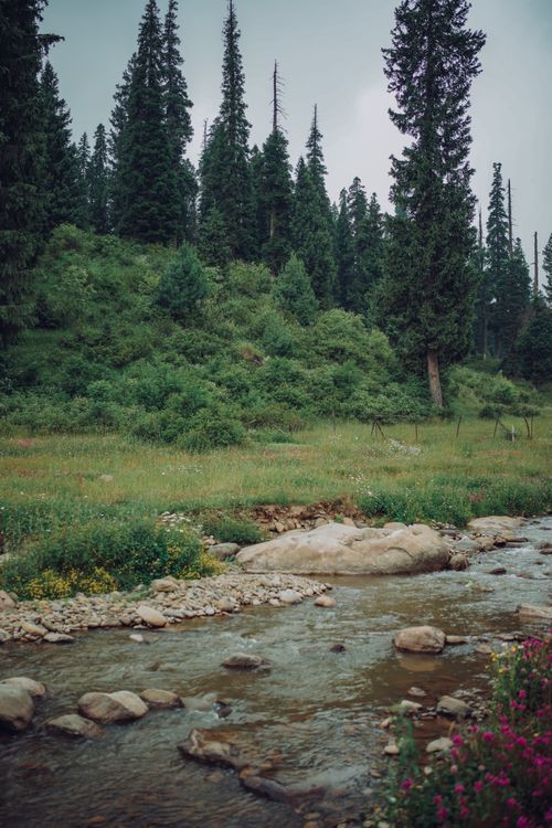 Free Peaceful forest scene with a river running through lush greenery and towering trees. Stock Photo