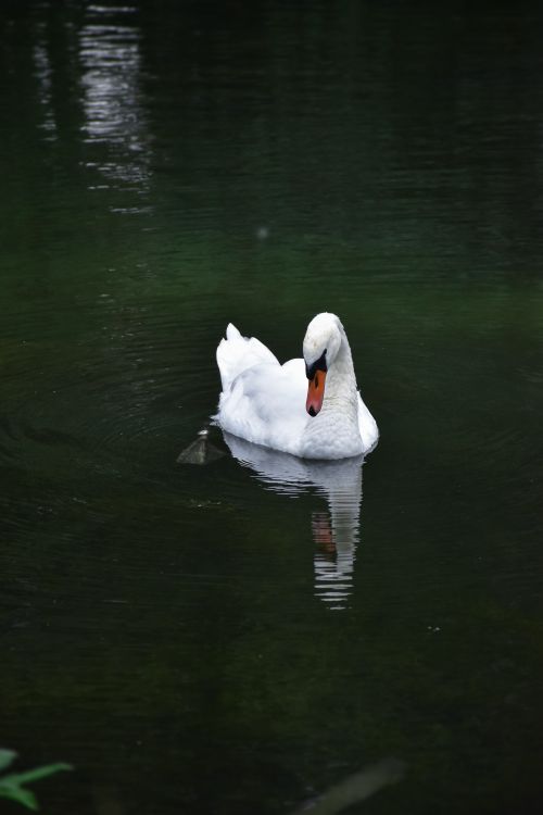 Free A serene image of a white mute swan gliding gracefully on calm water, reflecting nature's beauty. Stock Photo