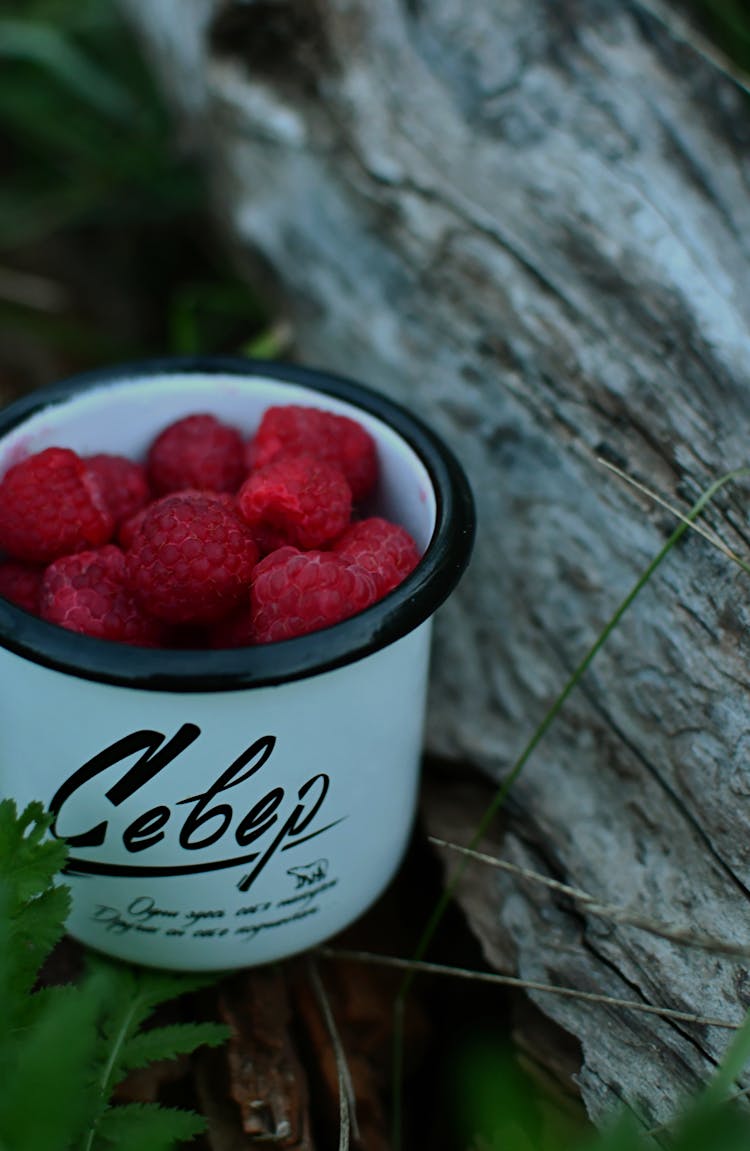 Close-Up Shot Of A White Enamel Metal Mug With Raspberries Put By A Fallen Tree